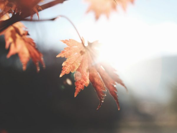 Studio Brunstrum-Chicago-Interior Design-journal-the-discoverer